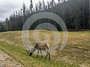 A wapiti or elk grazing along the side of the highway in Jasper National Park, Canada.