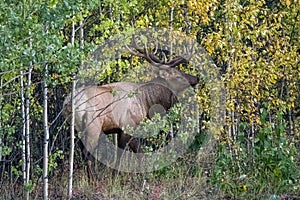 A wapiti, or elk, male in Yukon