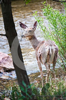 Wapiti in grand canyon