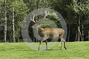 A Wapiti grazes on some grass