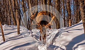 Wapiti showing off his antlers in winter