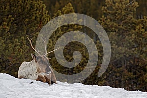 Wapiti sitting in the snow of Yukon forests