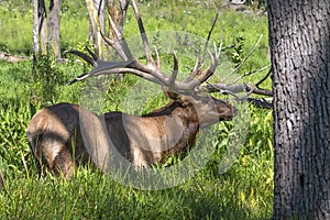 The Wapiti - strong elk in the swamp.
