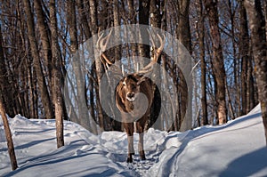 Wapiti walking the wood in winter