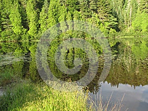 Forest and lake