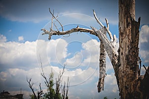 War, Airport ruins in Donbass, damaged tree photo