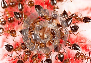 War of ants in nature