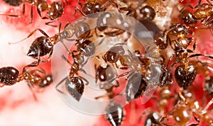 War of ants in nature