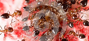 War of ants in nature