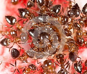 War of ants in nature