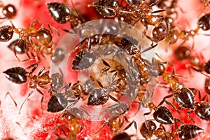 War of ants in nature