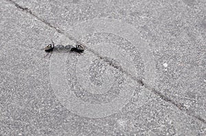 The War between Ants photo