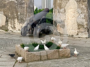 War and Peace Macao Spotted Dove Pigeons Birds Pigeon White Doves Macau Monte Fortress Garden Bird Nature Freedom Cannon Weapon