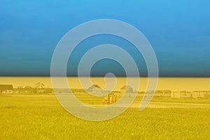 War Ukraine. Ukrainian flag. A tractor, farm machinery sprays insecticide a green corn wheat field with growth supplements and