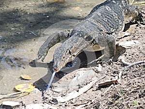 Waran, Asian water monitor in Bangkok