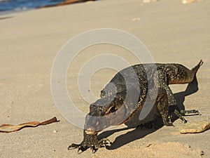 Waran on the beach