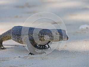 Waran on the beach