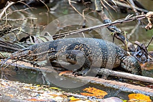 Waran at the Bentota River