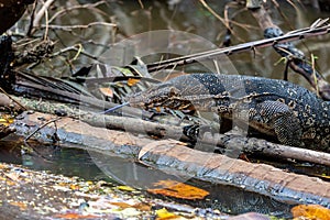 Waran at the Bentota River