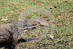 Waran - Gili Air Bali Indonesia