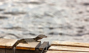 Waran on a jetty at the Bentota River