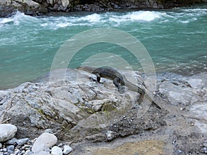 A waran by the river in jungle of Sumatra