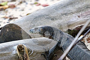 Waran Varanus - Borneo Malaysia Asia