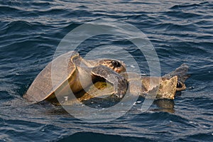 Warana, Olive Ridley sea Turtle, Lepidochelys olivacea