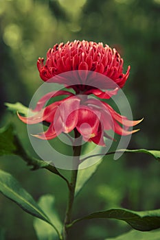 Waratah