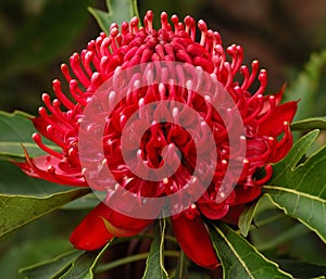 Waratah flower