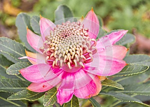 Waratah Flower