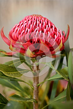 Waratah Flower