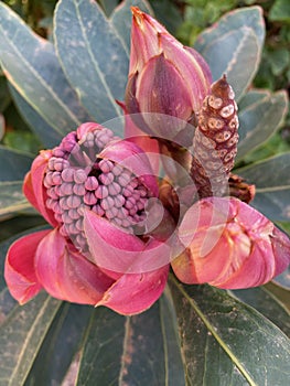 Waratah Flowers