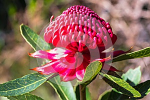 Waratah Wildflower in the National Park - An Australian Native