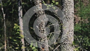 Warbler bird enters hole in tree slow zoom