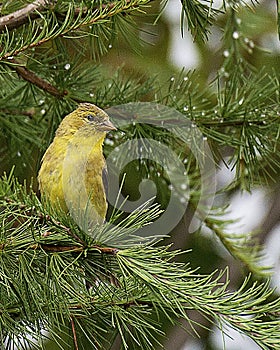 Warbler bird stock photos.  Warbler bird close-up profile view perched on pine tree