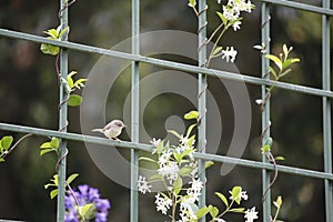 Warbler on fence