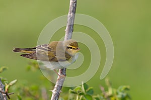 Warbler, Phylloscopus trochilus perched on a branch on a green background