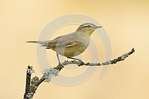 Warbler, Phylloscopus trochilus, perched on a branch on a yellow background