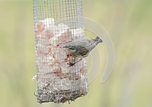 Warbler Songbird Visiting Suet Feeder