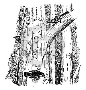 Warblers Eating Caterpillars, vintage illustration