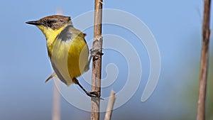 Warbling doradito perched on a vertical straw photo