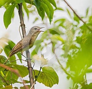 Warbling Vireo.