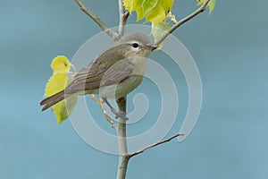 Warbling Vireo - Vireo gilvus photo