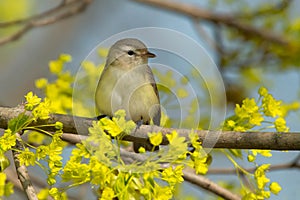 Warbling Vireo - Vireo gilvus photo