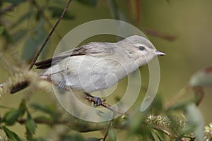 Warbling Vireo Perched on a Branch photo