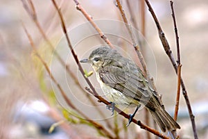 Warbling Vireo  600244 photo