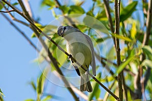 Warbling Vireo Perched in Tree