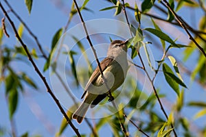 Warbling Vireo Perched in Tree