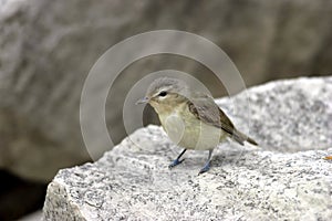 Warbling Vireo  600241 photo